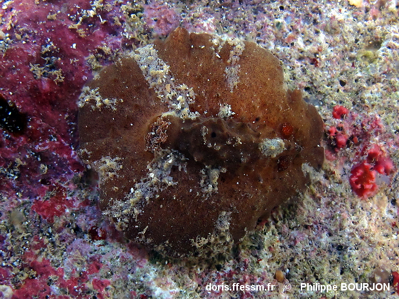 Sclérodoris à oscules