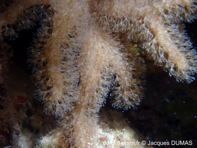 sclerophytum_polydactylum-jd01