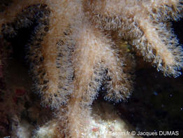 sclerophytum_polydactylum-jd01