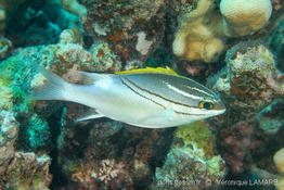 scolopsis_bilineata_vela-01