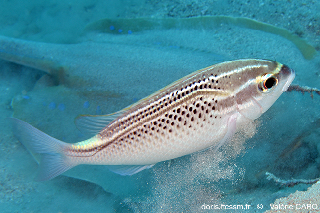 Scolopsis arabe