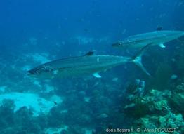 scomberomorus_regalis_ap1