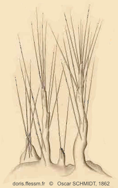 scopalina_lophyropoda-schmidt1862-pl.VII-fig.18