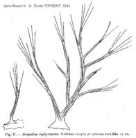 scopalina_lophyropoda-topsent1934-fig11-