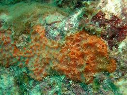 scopalina_ruetzleri_fa1