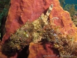 scorpaena_plumieri_ap1
