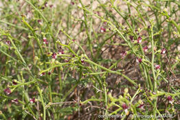 scrophularia_canina_subsp_ramosissima-vl1