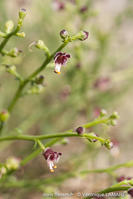 scrophularia_canina_subsp_ramosissima-vl2
