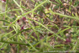 scrophularia_canina_subsp_ramosissima-vl3