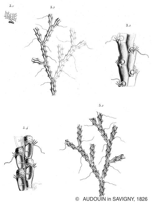scrupocellaria_bertholetti-audouin1826-pl11