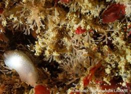 scrupocellaria_sp-vl2471