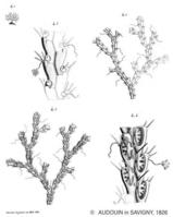 scrupocellaria_reptans-audouin1826-pl11