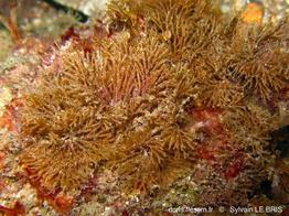 scrupocellaria_sp.-slb0279