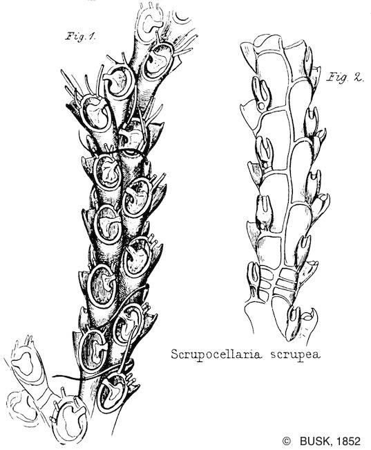scrupocellaria_scrupea-busk1852-pl21
