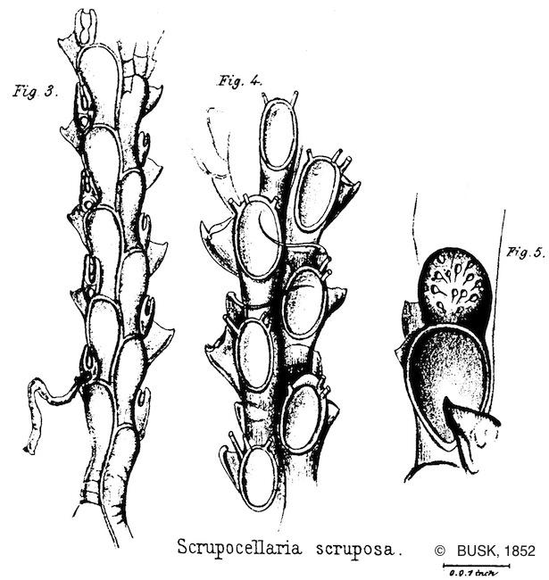 scrupocellaria_scruposa-busk1852-pl22