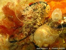 scrupocellaria_sp.-fa2t