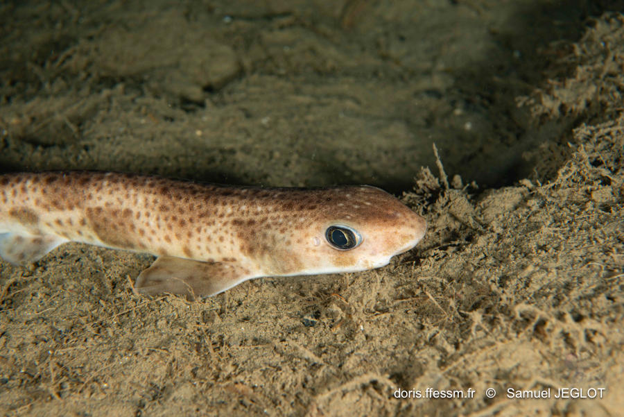 scyliorhinus_duhamelii-saje01