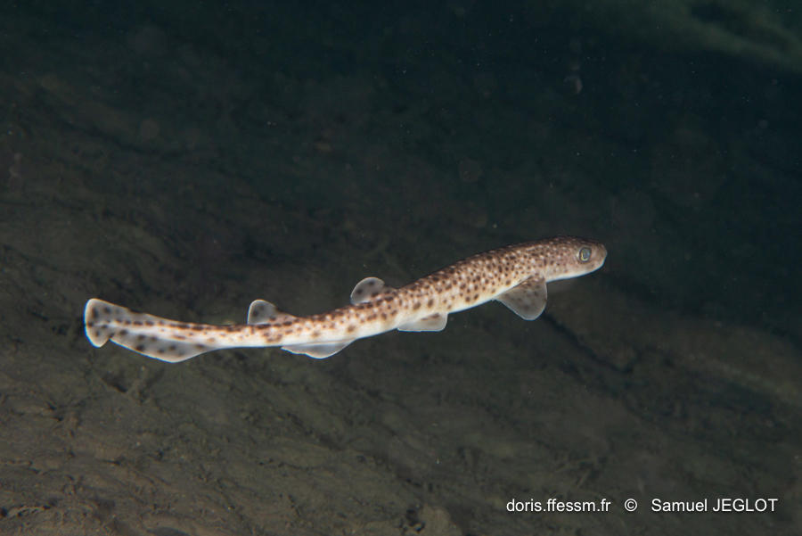 scyliorhinus_duhamelii-saje02