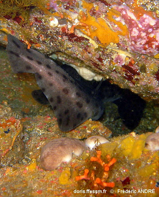 Scyliorhinus_stelaris-02fran1