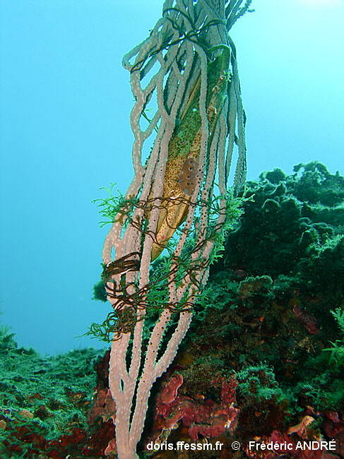 Scyliorhinus_stelaris-03fran1