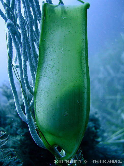 Scyliorhinus_stelaris-04fran1