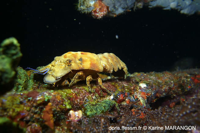 scyllarides aequinoctialis-km01