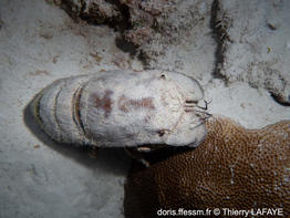 scyllarides aequinoctialis-tl02
