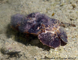 scyllarides aequinoctialis-tm01