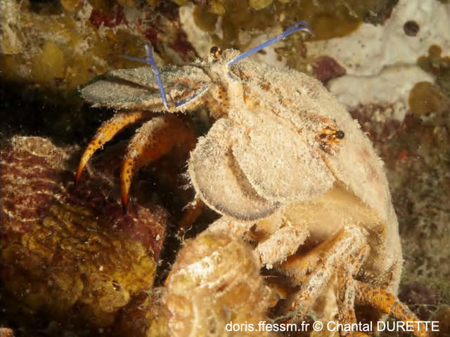scyllarides_aequinoctialis-cd01