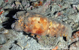 scyllarides_aequinoctialis_da01