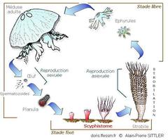 scyphistome_glossaire-apsittler01