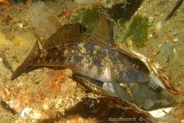 gobius_niger-vm5
