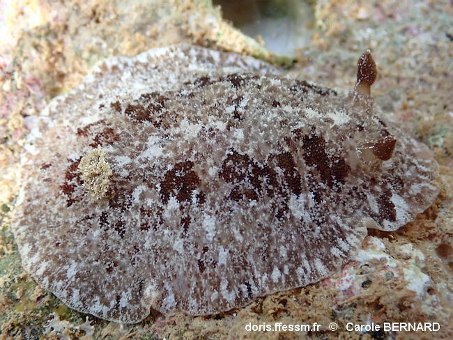 Sebadoris_fragilis-cabe110