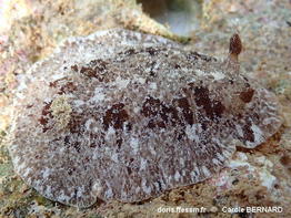 Sebadoris_fragilis-cabe110