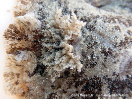 Sebadoris_fragilis-cabe111