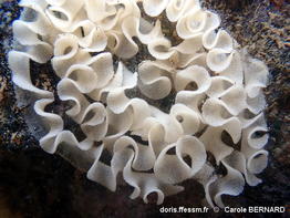 Sebadoris_fragilis-cabe113