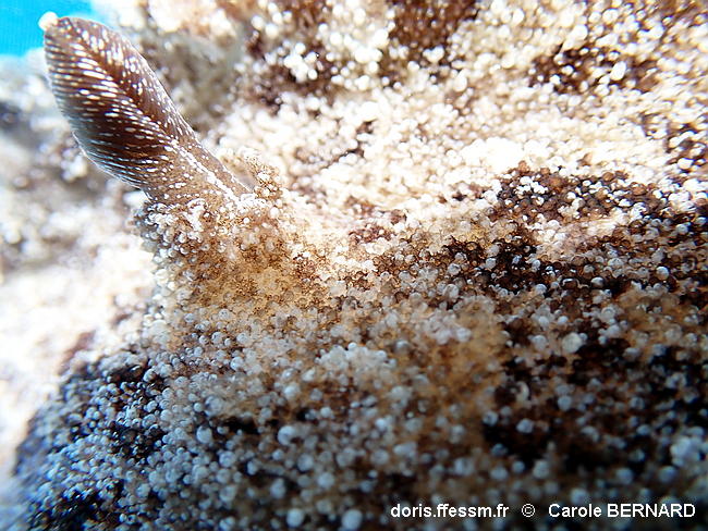 Sebadoris_fragilis-cabe114