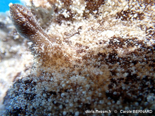 Sebadoris_fragilis-cabe114