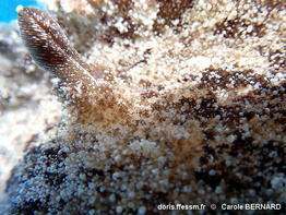 Sebadoris_fragilis-cabe114