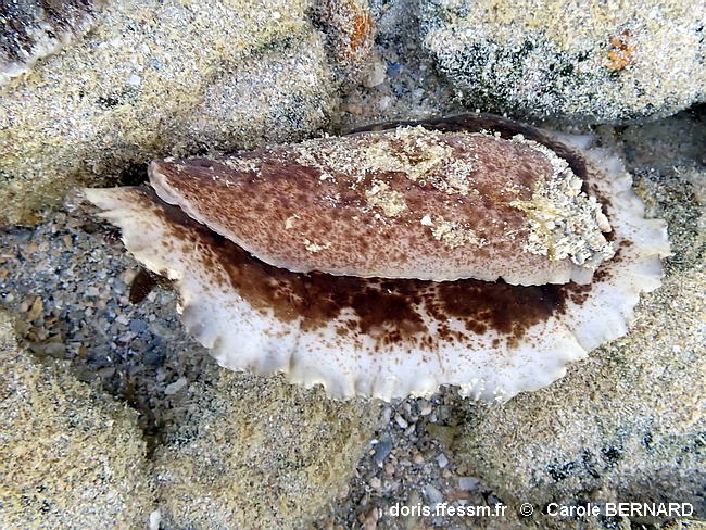 Sebadoris_fragilis-cabe115