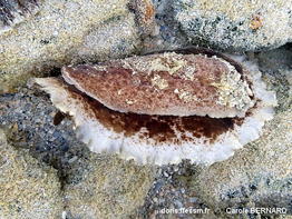 Sebadoris_fragilis-cabe115