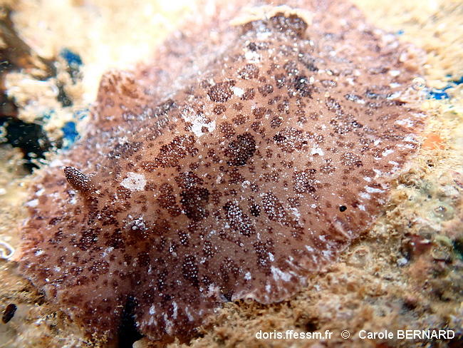 Sebadoris_fragilis-cabe116