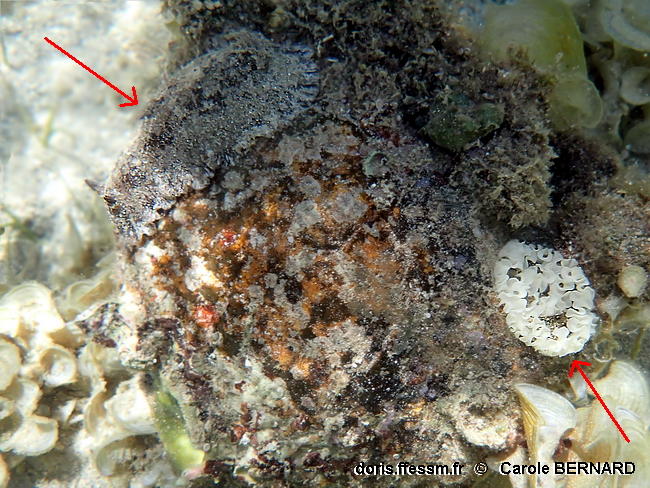 Sebadoris_fragilis-cabe118