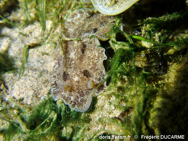 Sebadoris_fragilis-frdu550