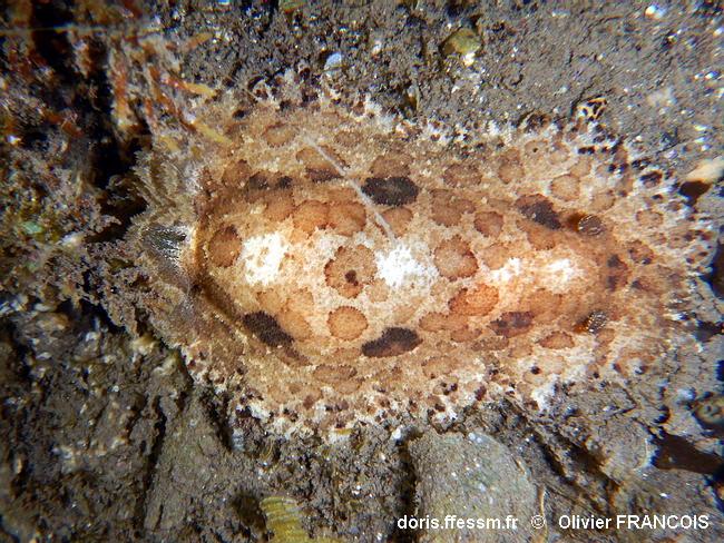 Sebadoris_fragilis-olfr331