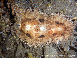 Sebadoris_fragilis-olfr331