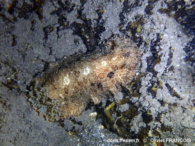 Sebadoris_fragilis-olfr332