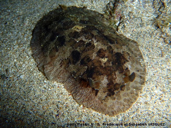 Sebadoris_fragilis-seva011