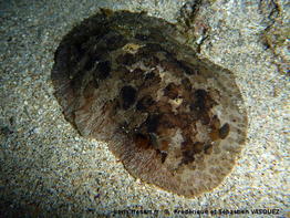 Sebadoris_fragilis-seva011