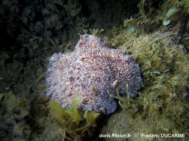 Sebadoris_nubilosa-frdu070